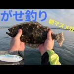 【浜名湖】朝マズメ好調！泳がせ釣りでヒラメを狙う！