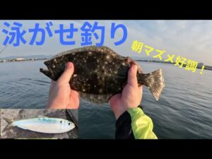 【浜名湖】朝マズメ好調!泳がせ釣りでヒラメを狙う!