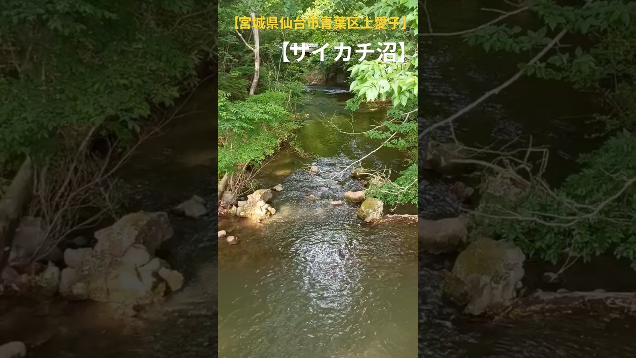 【宮城県仙台市青葉区上愛子】サイカチ沼に行って来ました😆チャンネル登録宜しくお願い致します😊＃釣り＃リラクゼーション＃ブラックバス＃モンキーターン＃仙台七夕＃ずんだ＃サンドウィッチマン＃自然＃狩野英孝