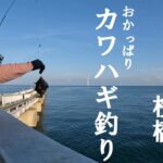 【脇田海釣り桟橋】北九州の管理釣り場でカワハギを狙う【好きっちゃ釣行記】