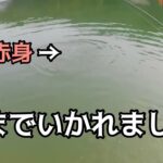 【管理釣り場】デカロックを釣りたい