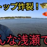 浜名湖の超浅瀬でルアー釣りしたら大物が！〜食わせの展開へ