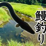 【ウナギ釣り】田舎すぎて家の近所で良型ウナギが釣れてしまう【ぶっ込み釣り】