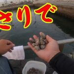 【あさりでかぶせ釣り】釣り/海釣り/かぶせ釣り/浜名湖/表浜名湖/新居海釣り公園/クロダイ/ヘダイ/イシダイ/コブダイ/サンバソウ/グレ/メジナ