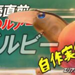 【エリアトラウト】発売前ルアー「ズルビー」を無理やり自作!? 果たして釣れるのか…【ルアーチューン】