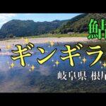 【鮎釣り】目の前ギラギラパラダイス！！岐阜県根尾川