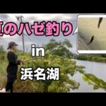 【ハゼ釣り】夏の浜名湖でハゼ釣り