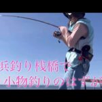 豊浜釣り桟橋で高級魚が！そして最大級の引きが‼️