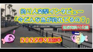 浜名湖釣り　今どんな魚が釣れてますか？インタビュー９月前半