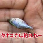 手賀沼水系で小物釣り