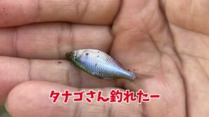 手賀沼水系で小物釣り