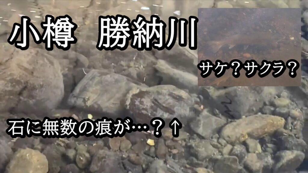 小樽　勝納川にサケ？サクラマス？と鮎【 北海道 釣り 水中映像 】