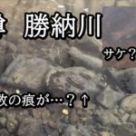 小樽　勝納川にサケ？サクラマス？と鮎【 北海道 釣り 水中映像 】