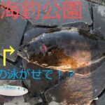 【浜名湖】久しぶりに釣行！サッパの泳がせで、まさかのヒラメ！