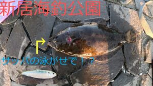 【浜名湖】久しぶりに釣行！サッパの泳がせで、まさかのヒラメ！