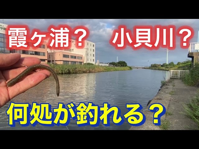 【霞ヶ浦バス釣り】 いつになれば秋が来るのでしょうか？