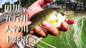【田川、五行川、大谷川、上野沼、ルアー、ウキ釣り】【利根川&荒川水系、バス釣り、コイ釣り、雷魚釣り、ナマズ釣り、フィシング、埼玉釣り、関東釣り、千葉釣り、茨城釣り、筑西、桜川、結城エリア】
