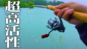 大雨の中、巨大魚ひしめく管釣りの聖地で釣りをすると...【エリアトラウト】【管理釣り場】【鹿島槍ガーデン】