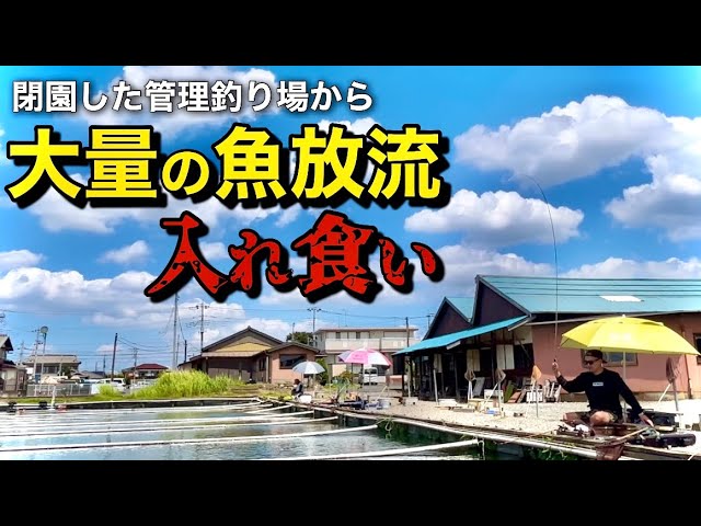 閉園した管理釣り場から大量のヘラブナが放流されて入れ食い状態！【弁天閣】