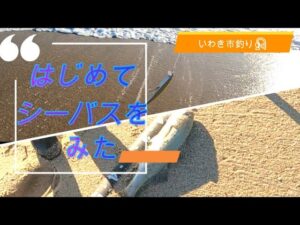 いわき市釣り　#沼ノ内海岸 #小名浜港　はじめてシーバスをみた！