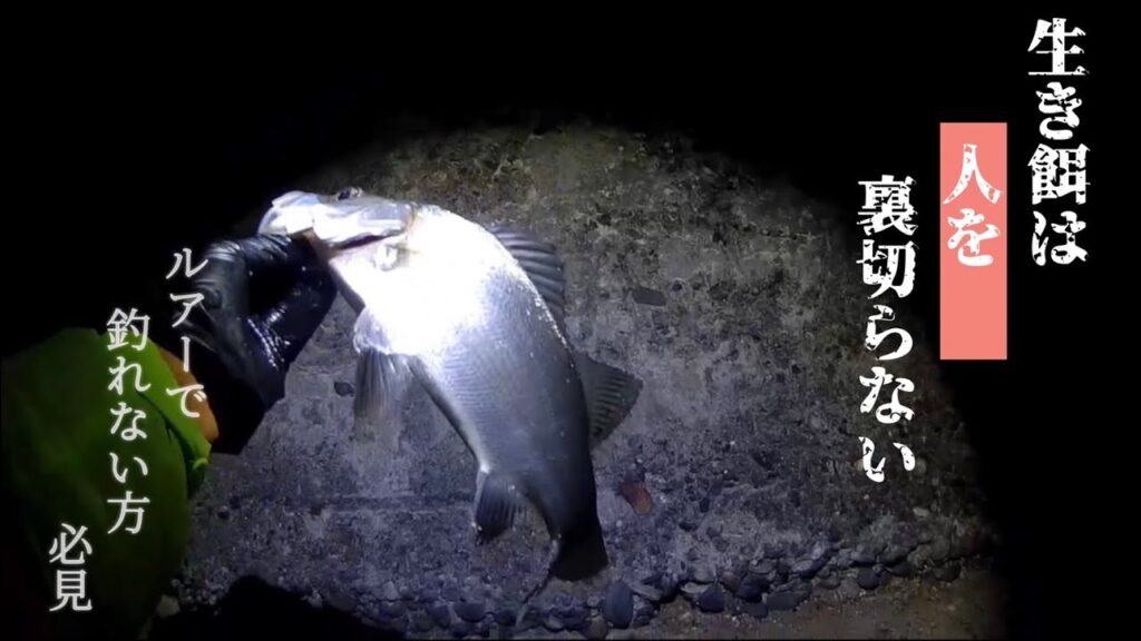 【浜名湖】 浜名湖 釣り 泳がせ サビキ釣り 新居弁天海釣り公園 海釣り公園 ヒラスズキ セイゴ 夜釣り