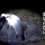 【浜名湖】 浜名湖 釣り 泳がせ サビキ釣り 新居弁天海釣り公園 海釣り公園 ヒラスズキ セイゴ 夜釣り