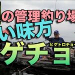 夏の管理釣り場の強い味方ヒゲチョー（ヒゲトロチョーチンセット）