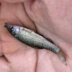 手賀沼で日曜日に小物釣り