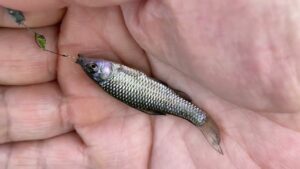 手賀沼で日曜日に小物釣り