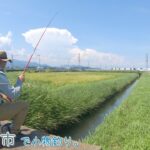 無限水路！ 無限に〇〇が釣れる水路！  伊勢原市の水路で小物釣り。