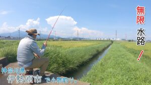 無限水路！ 無限に〇〇が釣れる水路！  伊勢原市の水路で小物釣り。