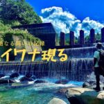 【渓流釣り】大イワナ達と対峙した記録。その中にいた怪物の正体は。