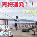【神戸海釣り公園　青物連発】今明石で青物がアツイ！！ノマセとショアジギング釣行編！　　　武庫川一文字　大阪湾　アジュール舞子