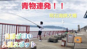 【神戸海釣り公園 青物連発】今明石で青物がアツイ!!ノマセとショアジギング釣行編! 武庫川一文字 大阪湾 アジュール舞子