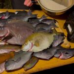 ルール:釣れた魚は全て海鮮丼にぶっこむ