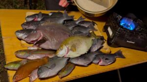 ルール:釣れた魚は全て海鮮丼にぶっこむ