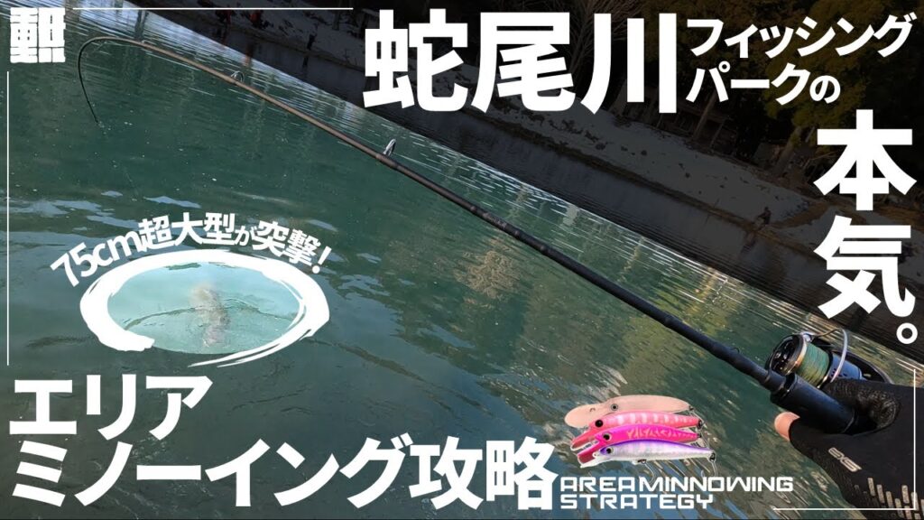 超大型魚が潜む管理釣り場をミノーだけで攻略してみた【蛇尾川フィッシングパーク】【エリアトラウト】