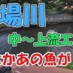 【ルアー釣り】埼玉県吉川市を流れる大場川で釣りしたら思わぬ結果になった...