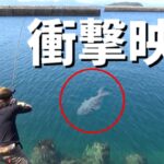 【衝撃】フェリー乗り場の隣で信じられない生物が・・・