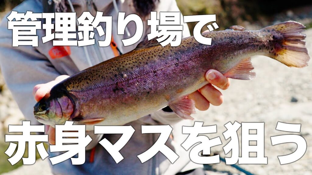 【マス釣り】管理釣り場で赤身のマスを狙う！釣り方のコツやポイントを解説！