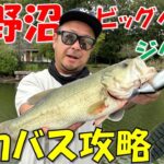 【上野沼】ビッグベイト＆ジグストで減水の上野沼を釣る