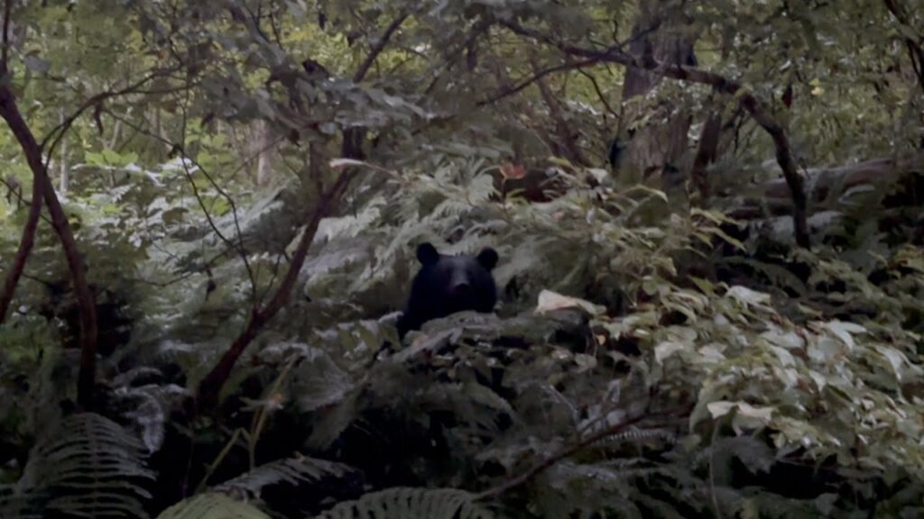 【緊張の数分間】バキバキ音がすると思ったらめちゃくちゃ近くに熊がいた(渓流釣り)