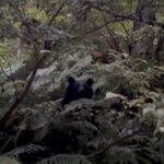 【緊張の数分間】バキバキ音がすると思ったらめちゃくちゃ近くに熊がいた(渓流釣り)