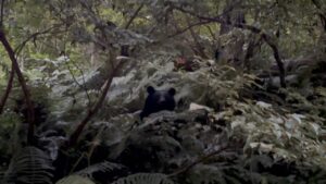 【緊張の数分間】バキバキ音がすると思ったらめちゃくちゃ近くに熊がいた(渓流釣り)