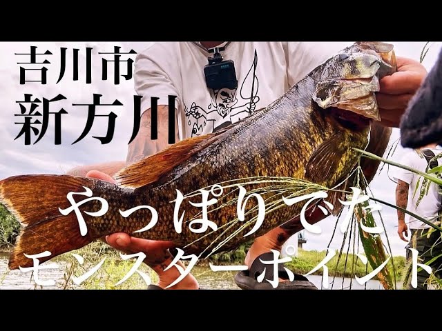 【バス釣り】あの伝説のポイントを徹底調査！新方川最下流【スモールマウスバス】