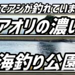 【アオリたくさんいますね！アジも！！】ヤエン釣り【若狭高浜海釣り公園】新子調査　福井県
