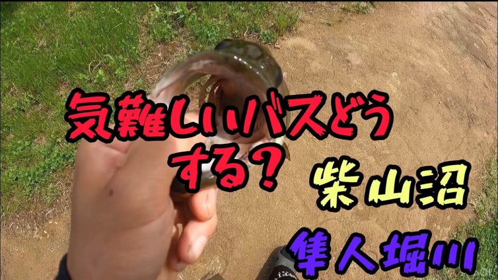 【埼玉バス釣り】柴山沼、隼人堀川バス釣り🎣