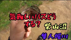 【埼玉バス釣り】柴山沼、隼人堀川バス釣り🎣