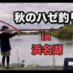 【ハゼ釣り】秋の浜名湖でハゼ釣り☆☆浜名湖ハゼ釣りメッカ☆☆