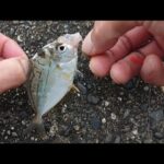 【浜名湖釣り】🎣浜名湖村櫛港、猫もまたぐ魚が絶品!!入れ食いだった件🐟